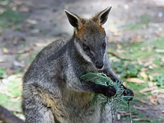 The Diet And Hunting Strategies Of The Swamp Wallaby