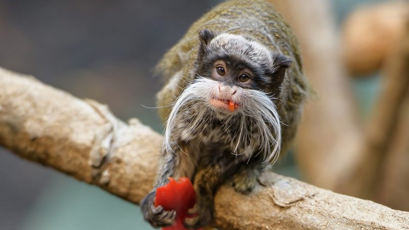 The Diet And Hunting Strategies Of The Tamarin