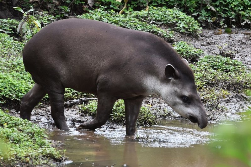 The Diet And Hunting Strategies Of The Tapir
