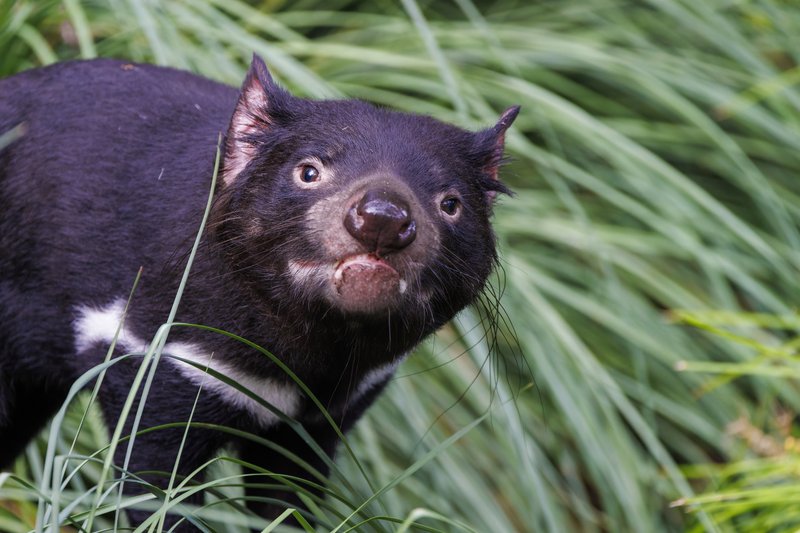 The Diet And Hunting Strategies Of The Tasmanian Devil
