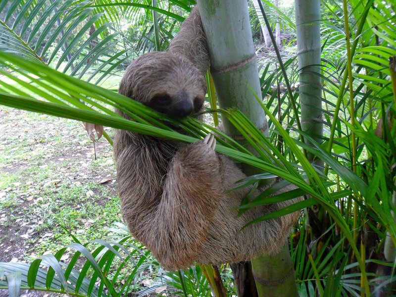 The Diet And Hunting Strategies Of The Three-Toed Sloth