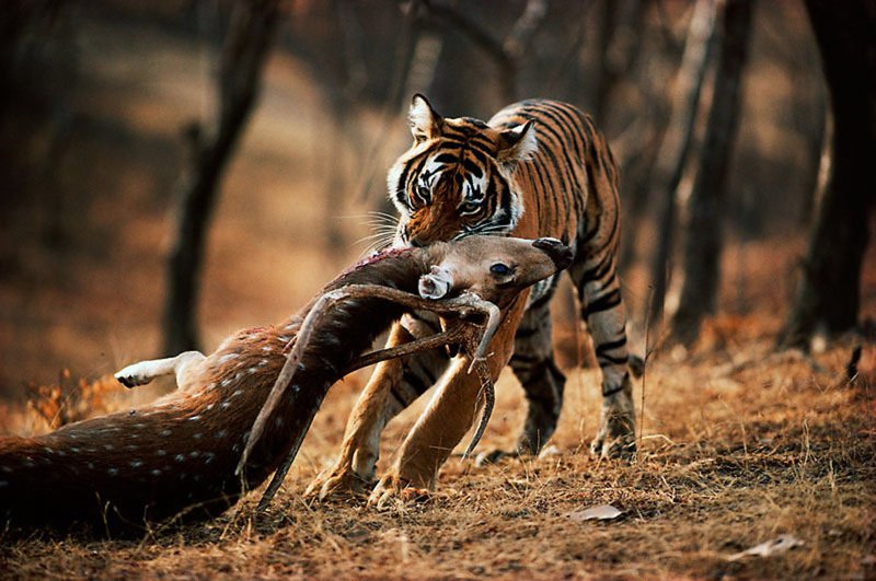 The Diet And Hunting Strategies Of The Tiger