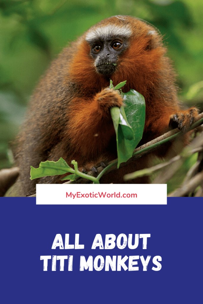 The Diet And Hunting Strategies Of The Titi Monkey
