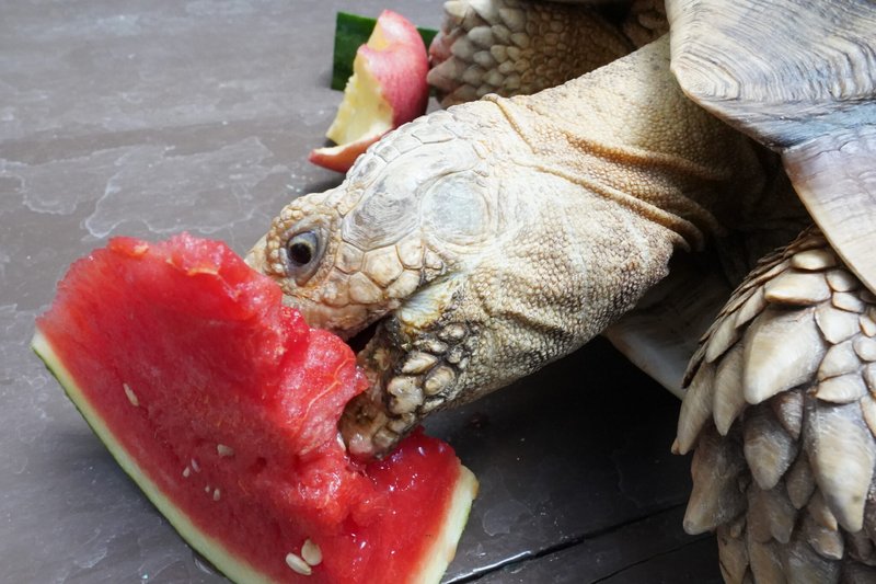 The Diet And Hunting Strategies Of The Tortoise