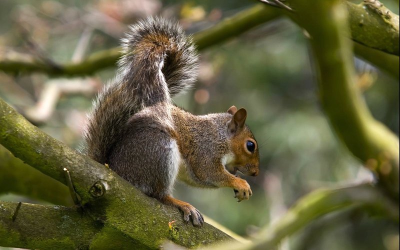 The Diet And Hunting Strategies Of The Tree Squirrel