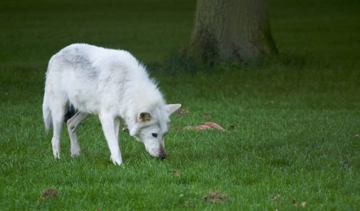 The Diet And Hunting Strategies Of The Tundra Wolf