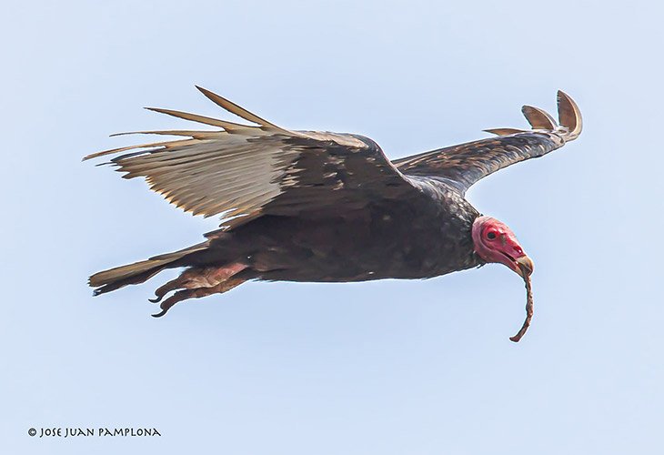 The Diet And Hunting Strategies Of The Turkey Vulture
