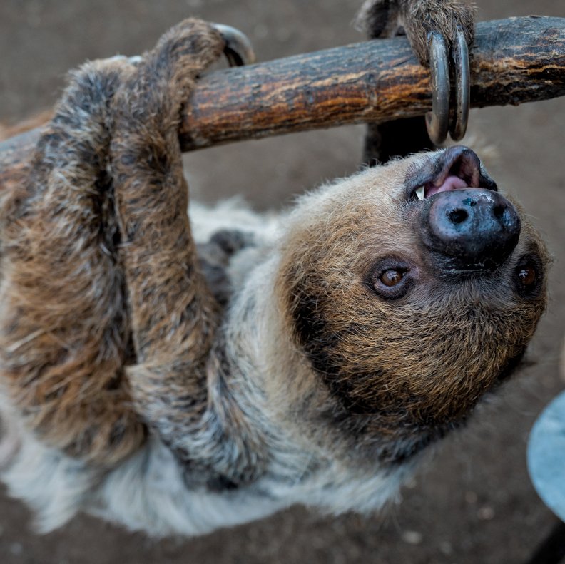 The Diet And Hunting Strategies Of The Two-Toed Sloth