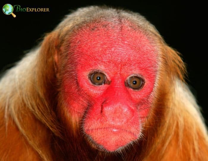 The Diet And Hunting Strategies Of The Uakari
