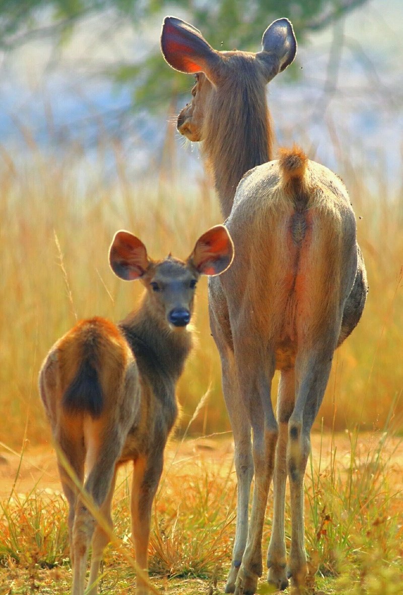 The Diet And Hunting Strategies Of The Ugandan Kob