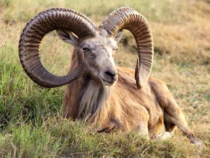 The Diet And Hunting Strategies Of The Urial