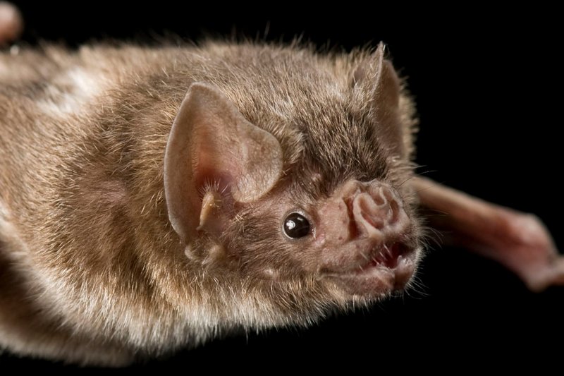The Diet And Hunting Strategies Of The Vampire Bat