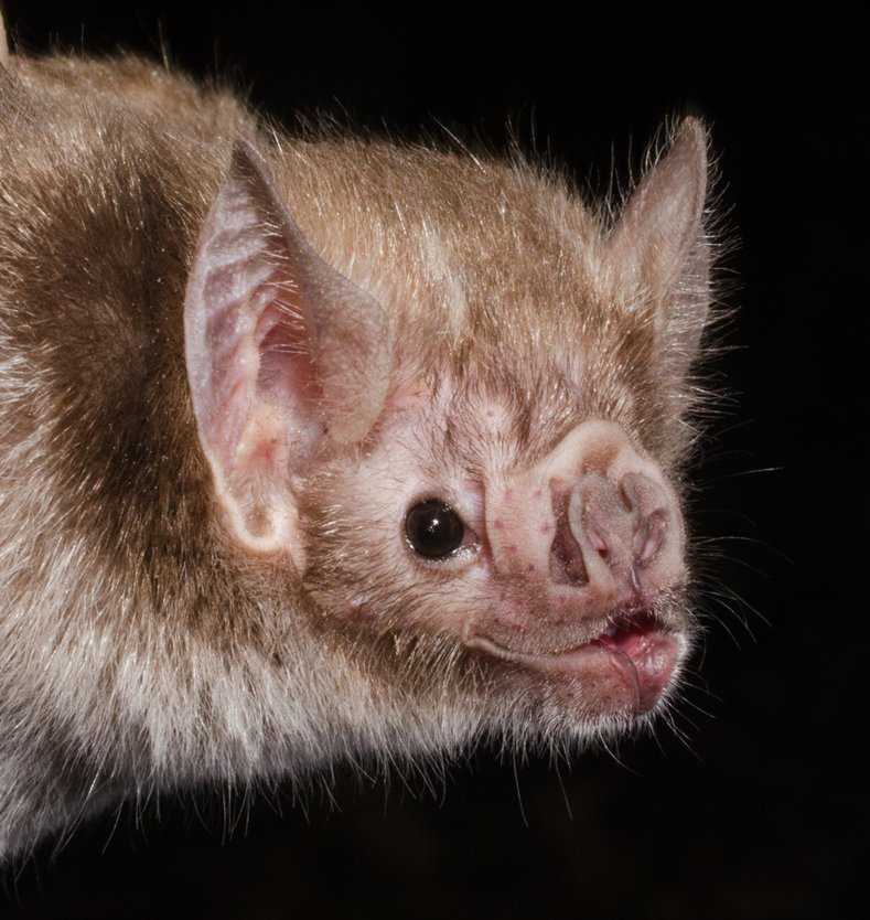 The Diet And Hunting Strategies Of The Vampire Bat