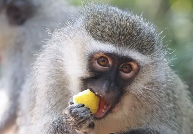 The Diet And Hunting Strategies Of The Vervet Monkey