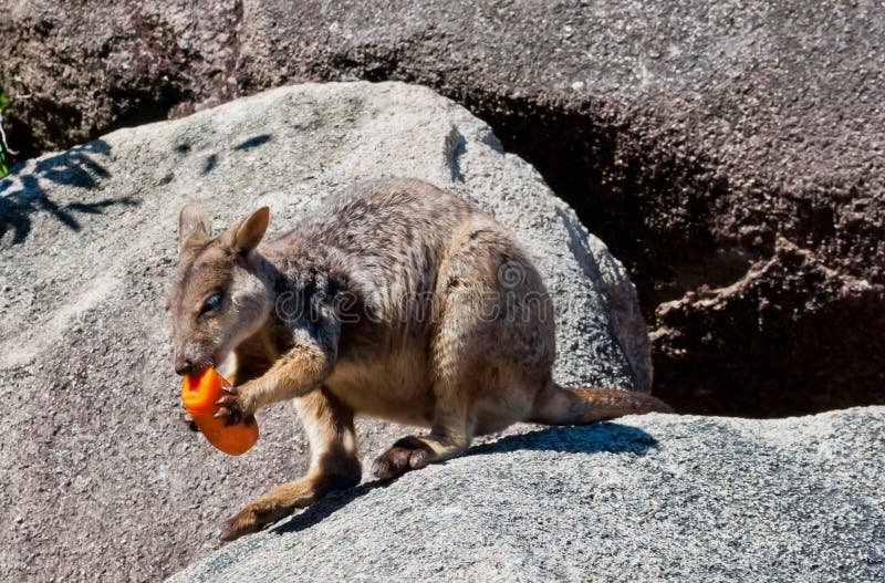 The Diet And Hunting Strategies Of The Wallaby