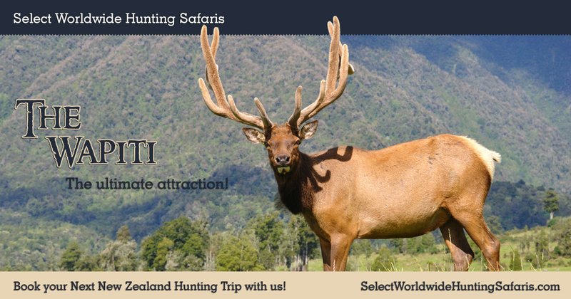 The Diet And Hunting Strategies Of The Wapiti