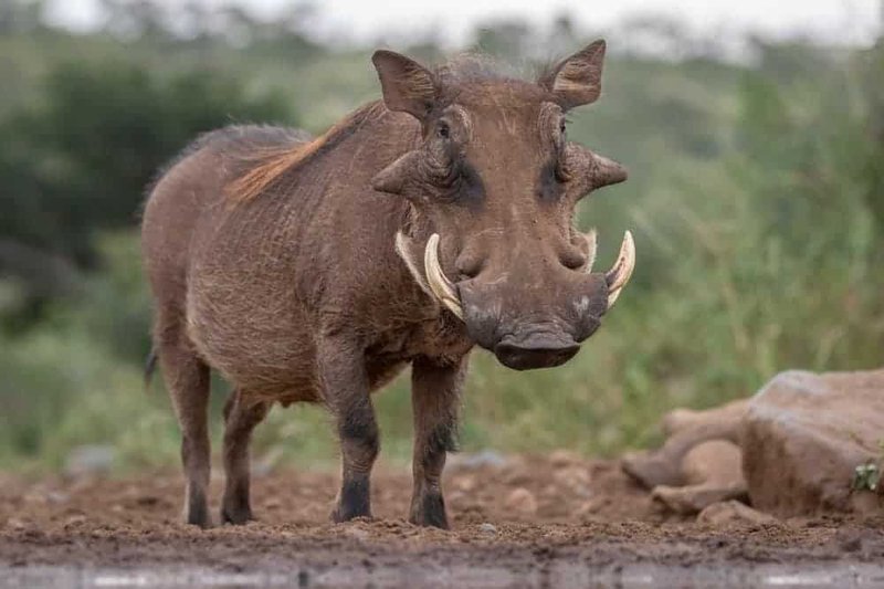 The Diet And Hunting Strategies Of The Warthog