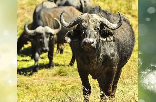 The Diet And Hunting Strategies Of The Water Buffalo