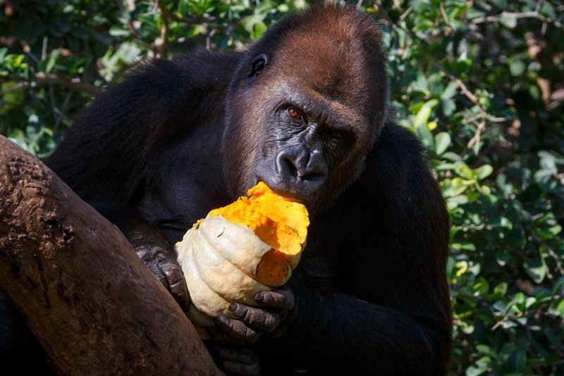 The Diet And Hunting Strategies Of The Western Gorilla