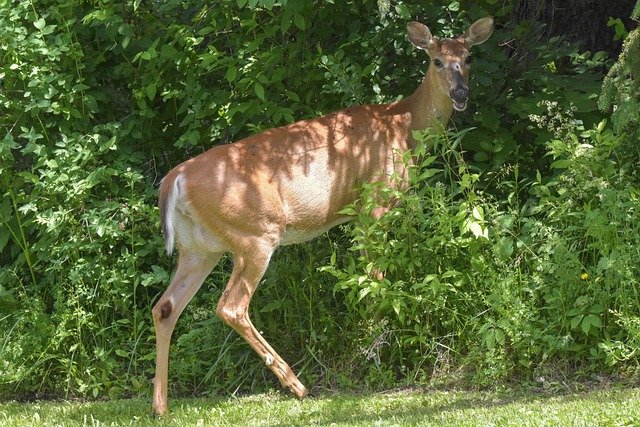 The Diet And Hunting Strategies Of The White-Tailed Deer