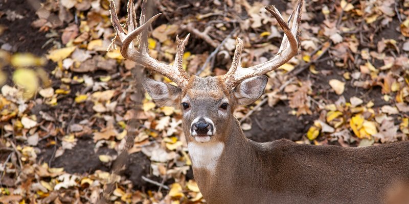 The Diet And Hunting Strategies Of The White-Tailed Deer