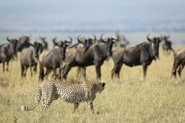 The Diet And Hunting Strategies Of The Wildebeest