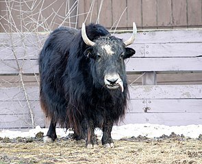 The Diet And Hunting Strategies Of The Yak
