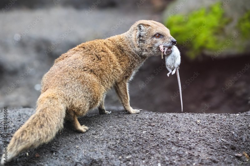 The Diet And Hunting Strategies Of The Yellow Mongoose