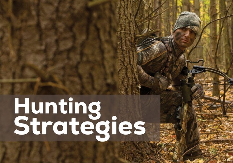 The Diet And Hunting Strategies Of The Zorilla