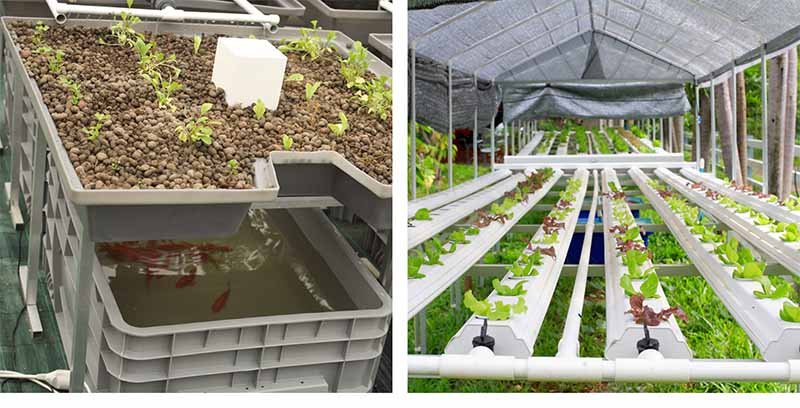 The Difference Between Aquaponics, Aquaculture, And Hydroponics