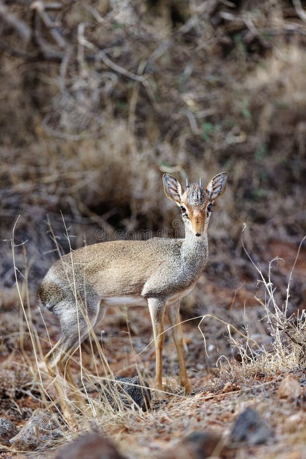 The Dik-Dik'S Role In Its Ecosystem