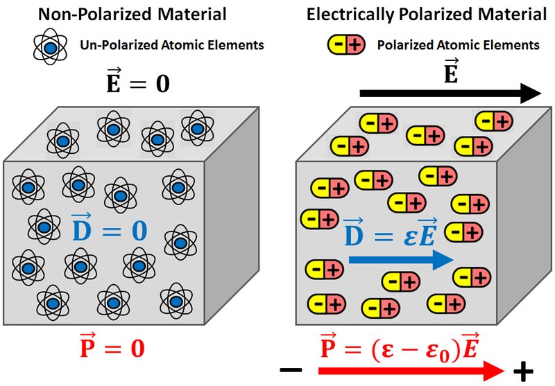 The Electric Eel'S Role In Marine Ecosystems