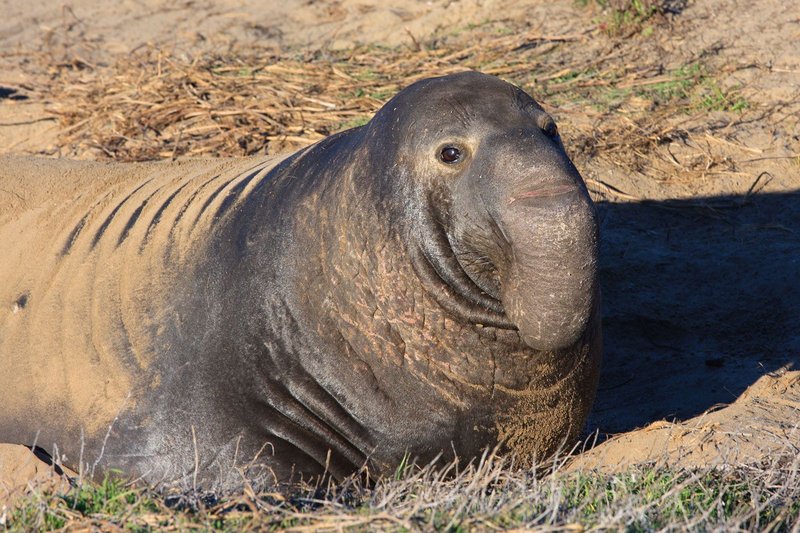 The Elephant Seal'S Role In Marine Ecosystems