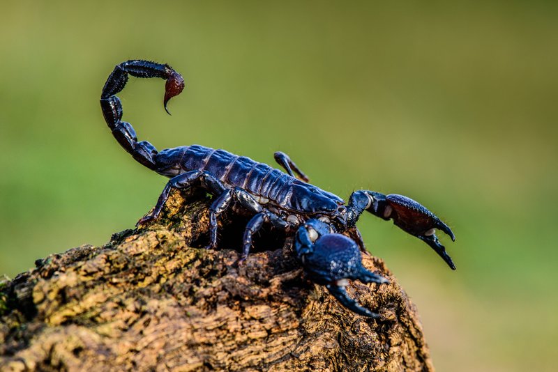The Emperor Scorpion'S Role In Nature And Ecosystems