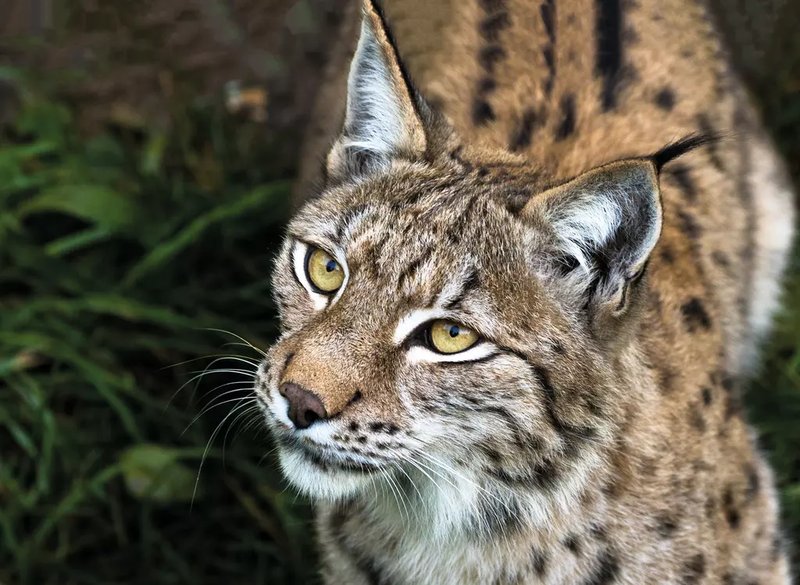 The Eurasian Lynx'S Role In Its Ecosystem