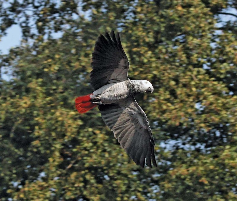 The Evolution And History Of The African Grey Parrot