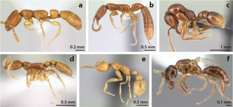 The Evolution And History Of The Ant