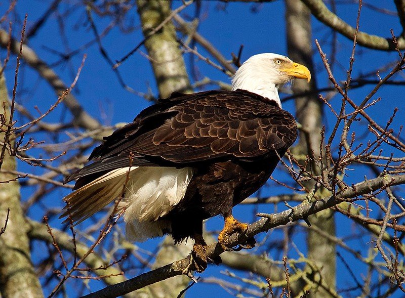 The Evolution And History Of The Bald Eagle