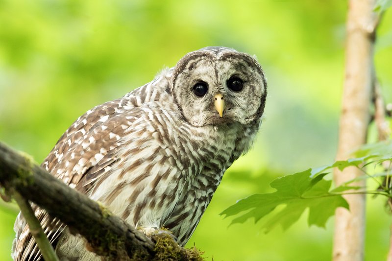 The Evolution And History Of The Barred Owl