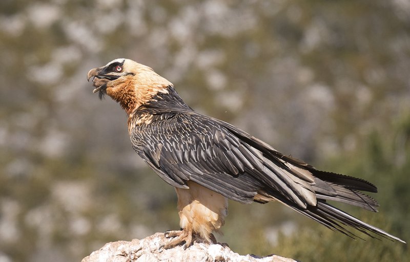 The Evolution And History Of The Bearded Vulture