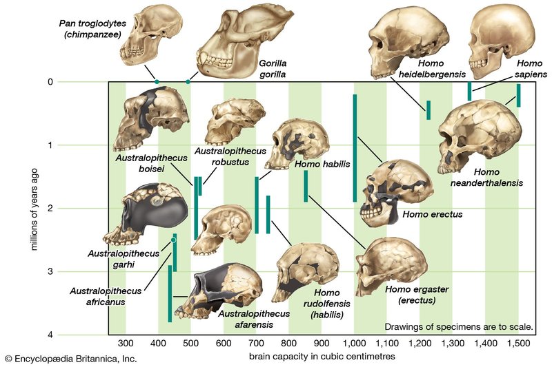The Evolution And History Of The Bee