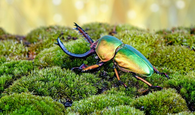 The Evolution And History Of The Beetle