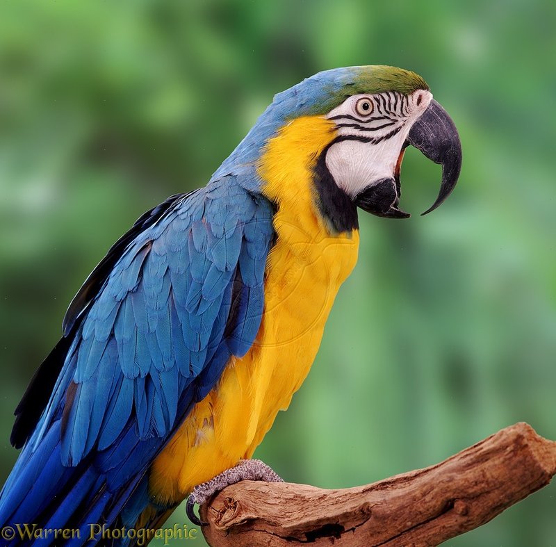 The Evolution And History Of The Blue-And-Yellow Macaw