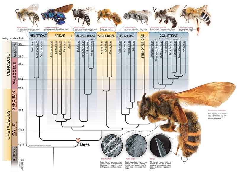 The Evolution And History Of The Bumblebee