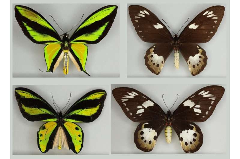 The Evolution And History Of The Butterfly