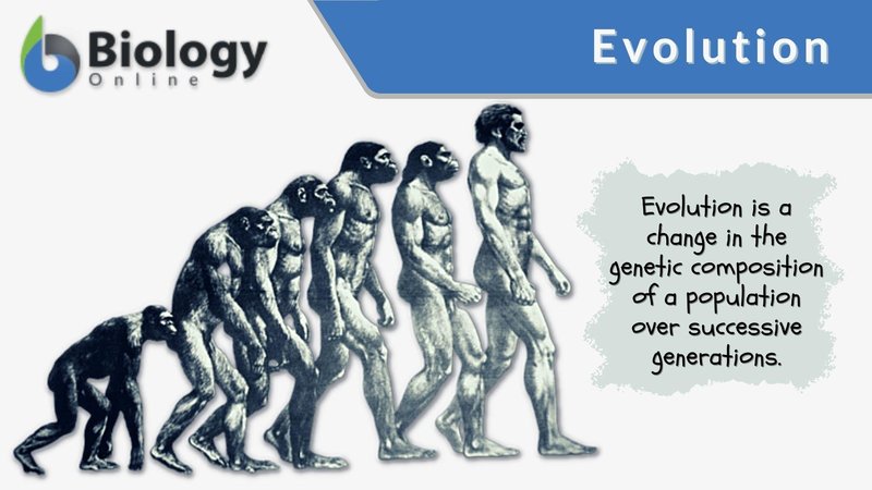The Evolution And History Of The Canary