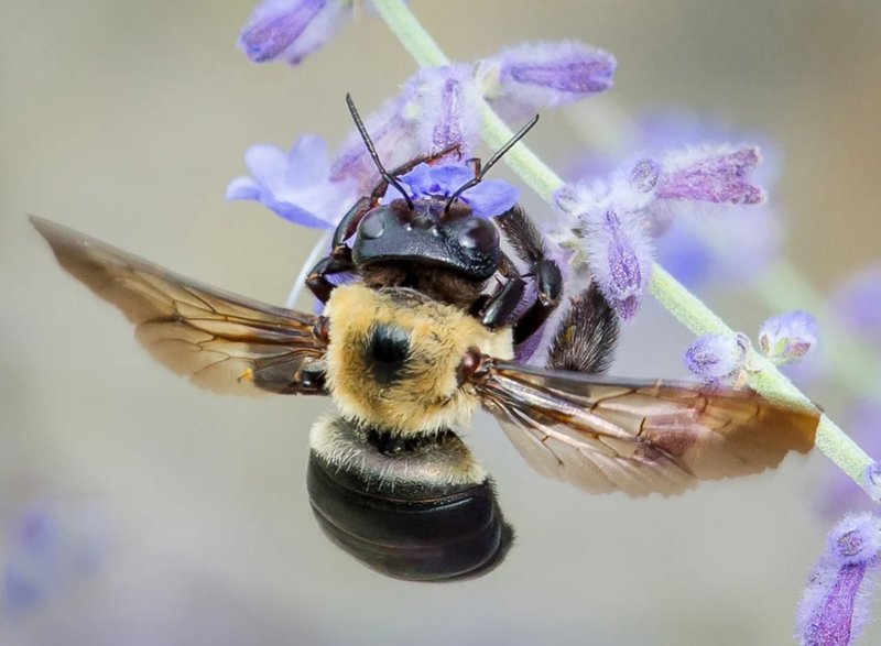 The Evolution And History Of The Carpenter Bee