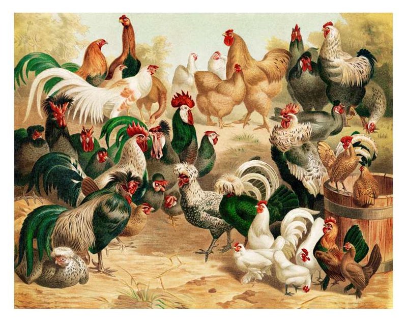The Evolution And History Of The Chicken