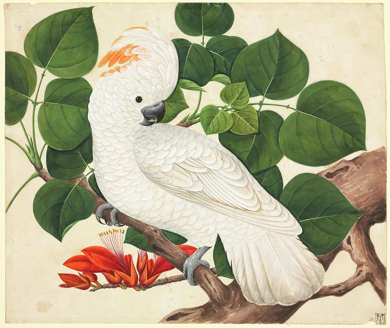 The Evolution And History Of The Cockatoo
