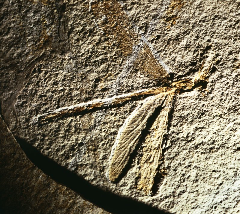 The Evolution And History Of The Dragonfly